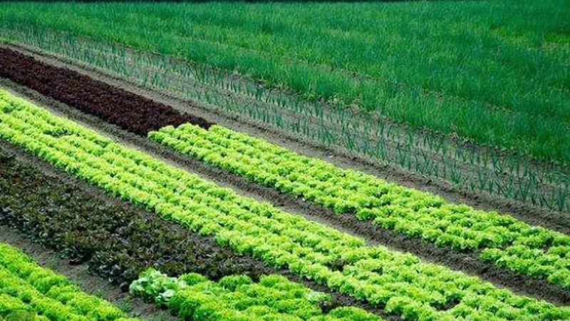 农资行业短视频获客方法推荐