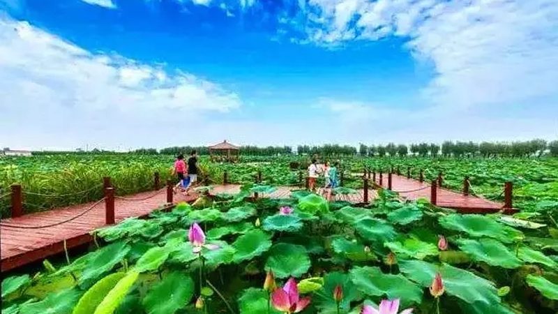 山东粮食种植机械化设备：助力农业现代化的关键一环