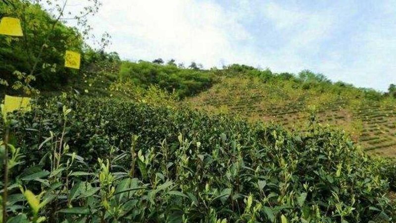 现代农业示范园智能温室：构建高效农业的未来