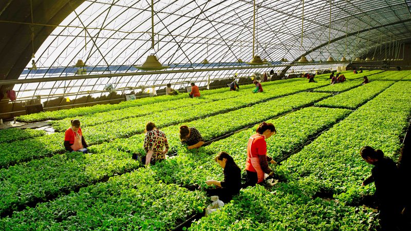 智慧农业助力小型农场：如何选择合适的适用方案