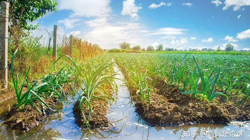 绿色食品与有机食品：营养价值的比较分析