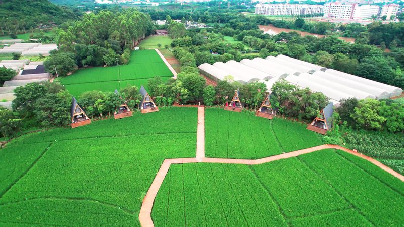小型农业种植项目：优缺点分析